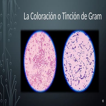 Coloracion de Gram.pptx lista para enseñar
