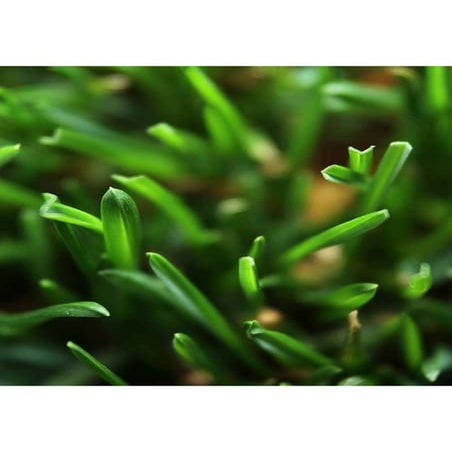 Colorado Turf Supplier Since 1962