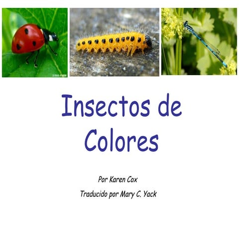 Insectos de Colores