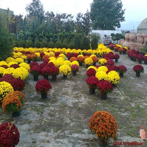 Colourful Chrysanthemums ( Nikos)