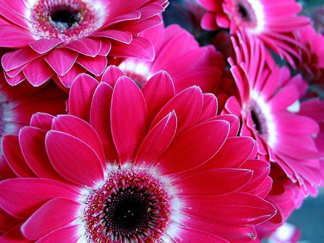 Colourful Gerbera Daisies