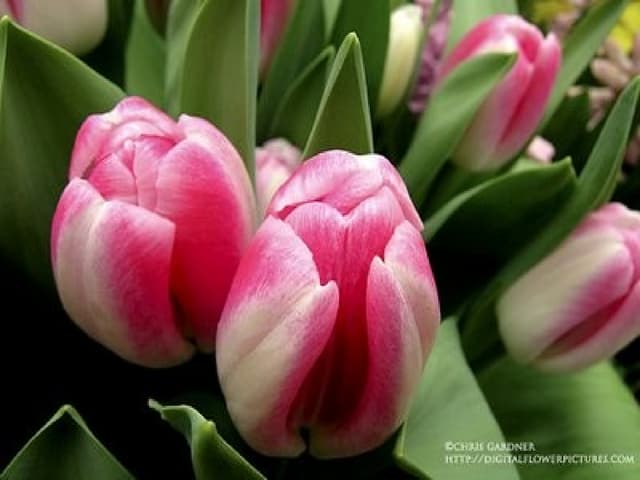 Colourful Tulips For You...