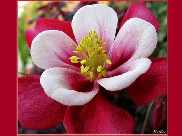 Colourful Columbine Flowers