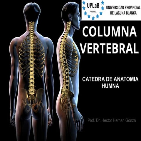 Comprehensive Anatomy of the Human Vertebral Column and Its Pathologies ...