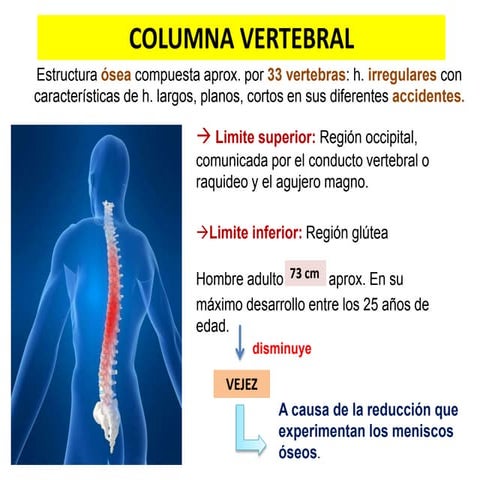 Columna vertebral-vertebra tipo