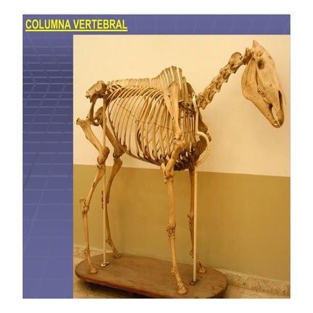 Columna vertebral de los animales domésticos.pdf