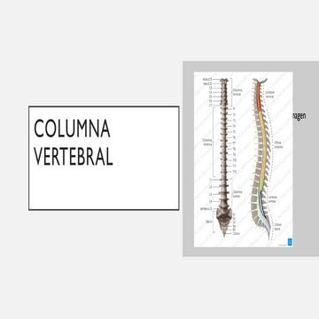 Anatomía de columna vertebral.pptx