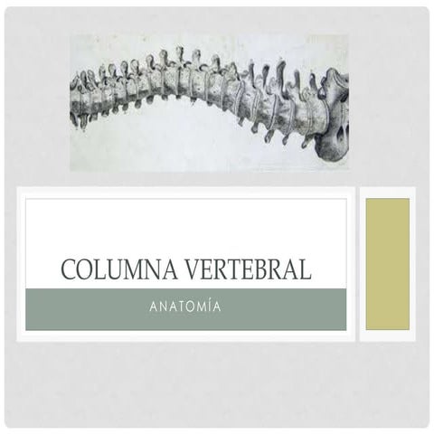 Anatomia de la columna vertebral cervical, dorsal y lumbosacra | PDF