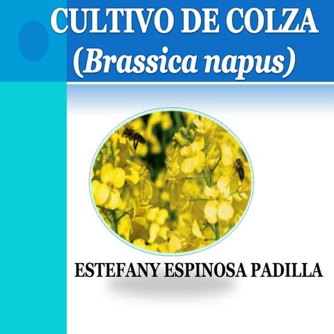 Colza presentación | PPT