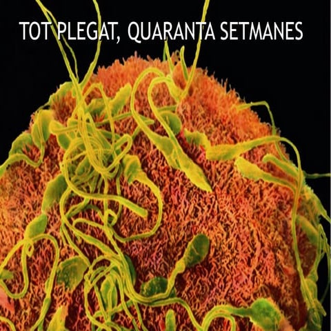 D'una cèl·lula a moltes: com comença tot