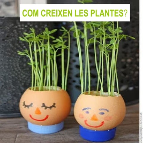 Com creixen les plantes