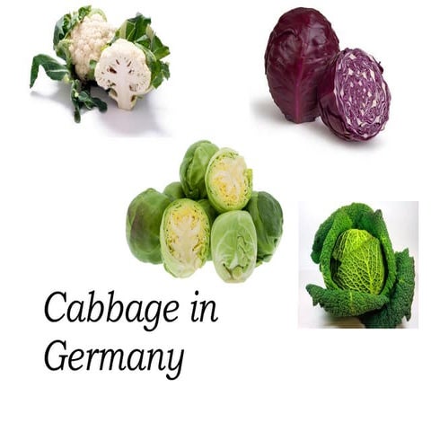Cabbage in Germany | PPT