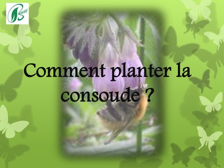 ou planter la consoude