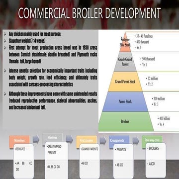 Commercial broiler development | PPTX