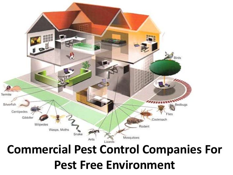 Commercial pest control companies for pest free environment