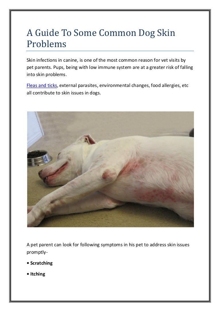common dog allergies skin