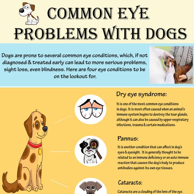 Does My Dog Have Vision Problems