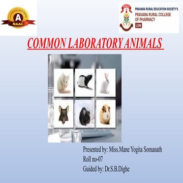 Common laboratory animals | PPTX