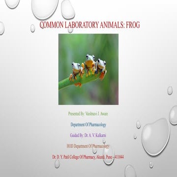 Common Laboratory Animals i.e.Frog .pptx