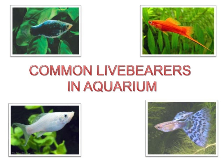 common livebearers in aquarium