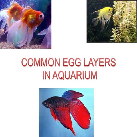 Common Egg layers in Aquarium
