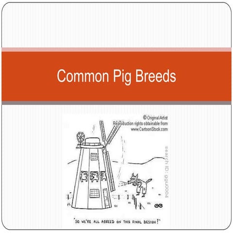 Common pig breeds | PPTX