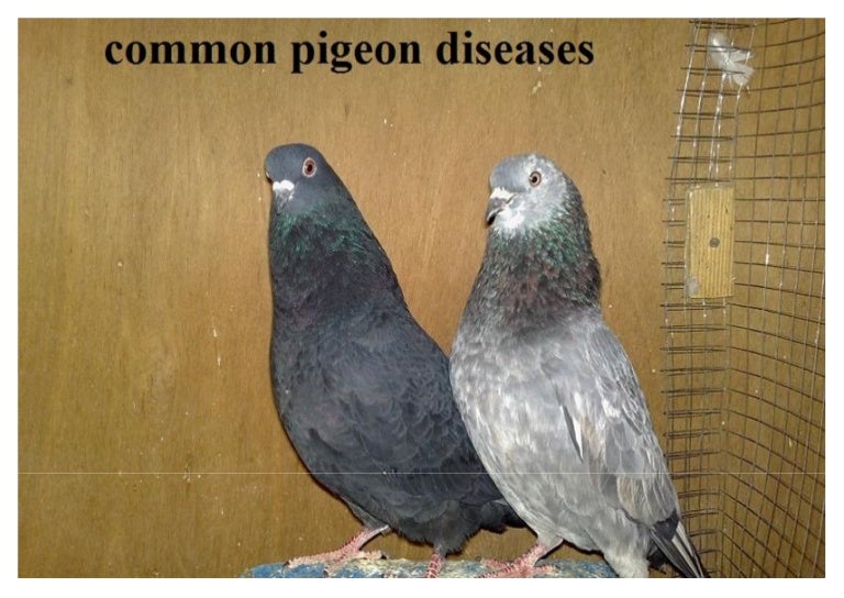 Common pigeon diseases