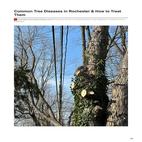 Common Tree Diseases in Rochester & How to Treat Them.pdf