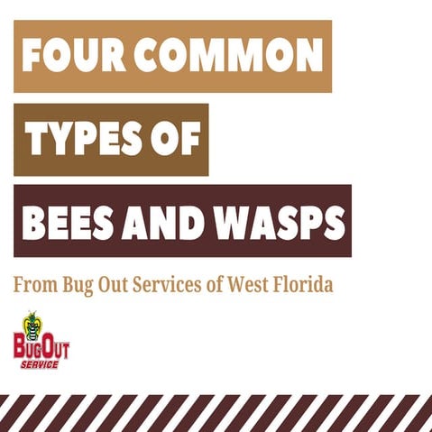 How to Identify Bees and Wasps.pdf