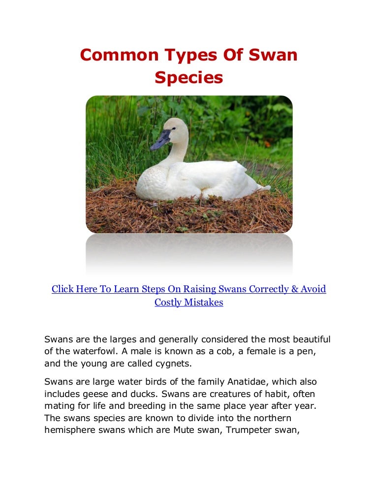 List Of Swan Species , Mute Swan Overview, All About Birds, Cornell Lab ...