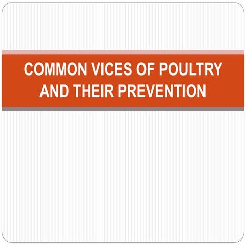 Common vices of poultry and their prevention