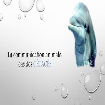 Communication animale