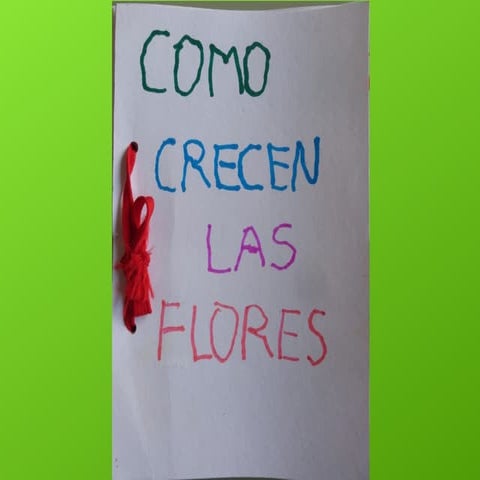 Como crecen las flores alejandra