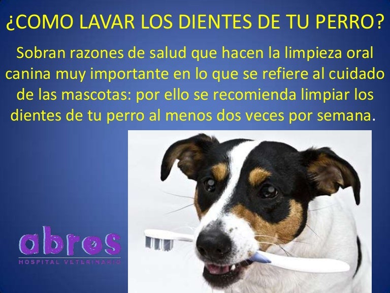 juguete que lava los dientes de tu perro