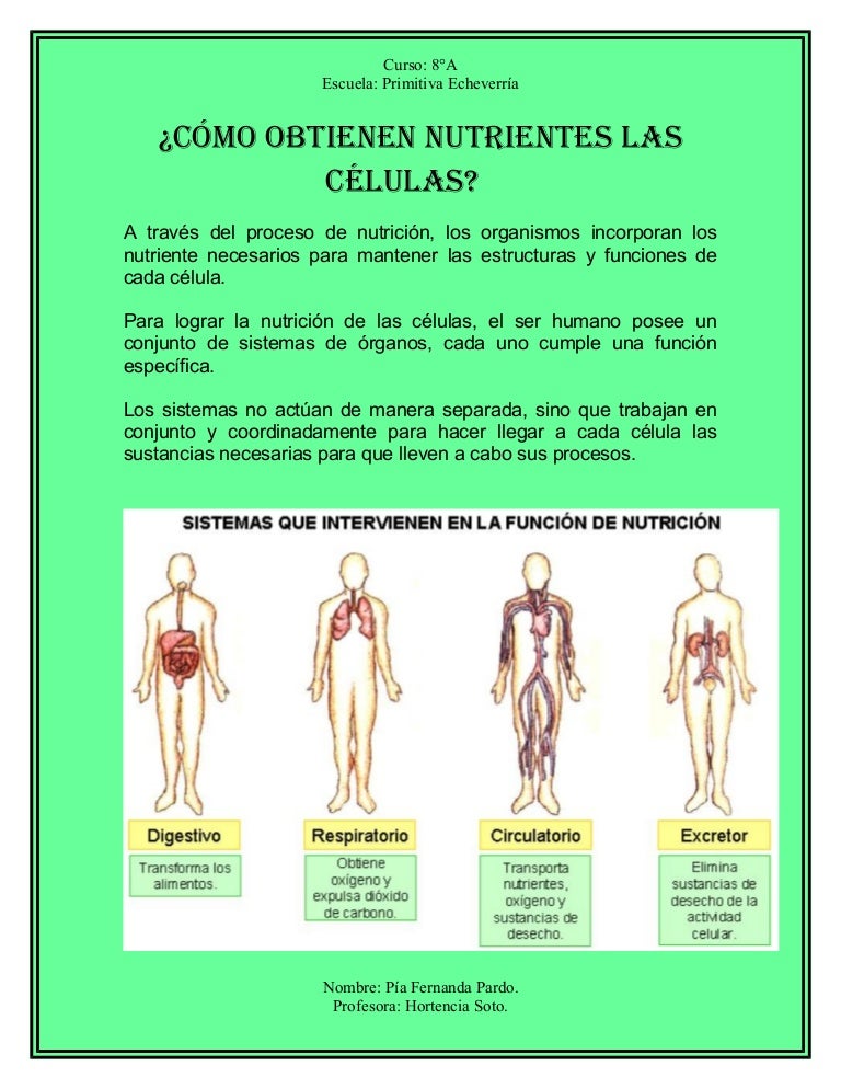 Como obtienen nutriente las celulas