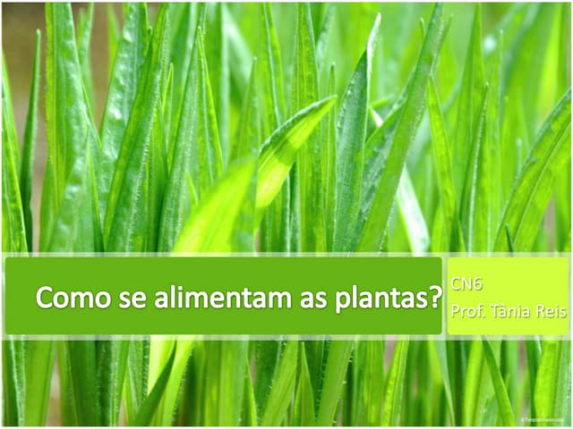 Como se alimentam as plantas | PPTX