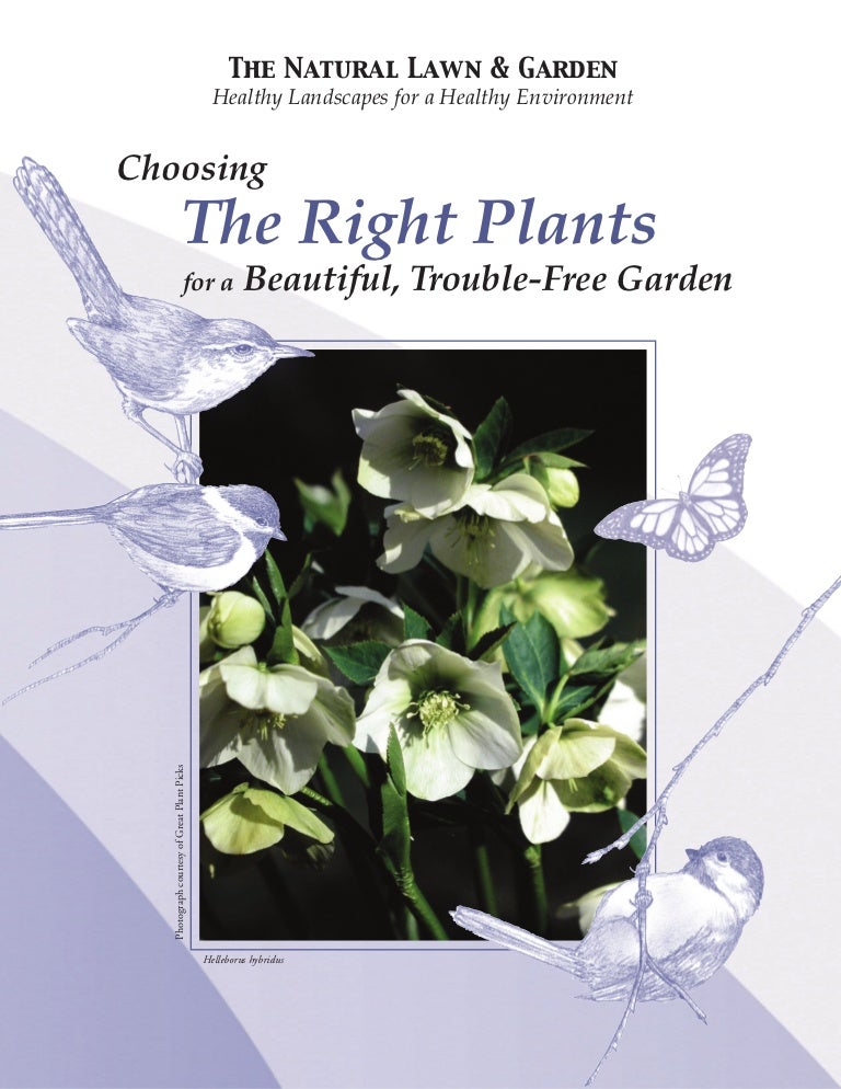 Choosing The Right Plants For A Beautiful Trouble Free Garden Paci