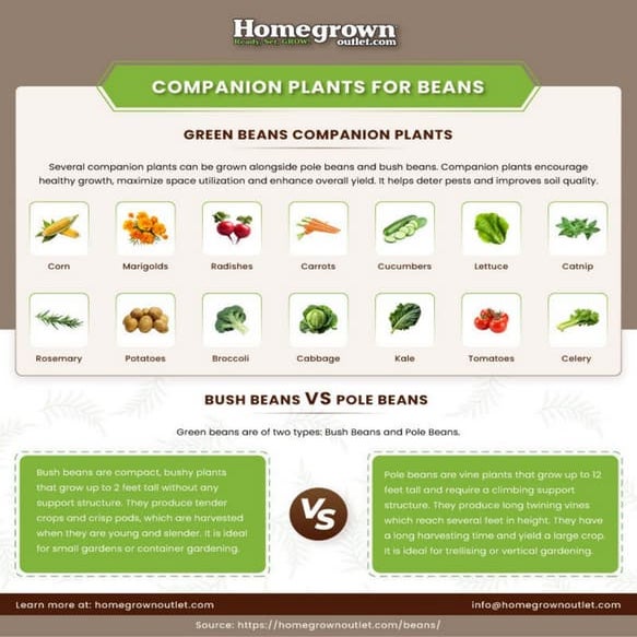 What Are the Companion Plants for Green Beans | PDF