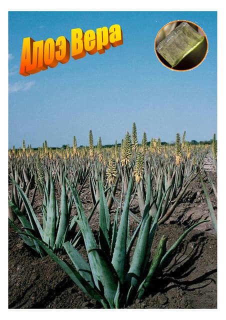 Company presentation