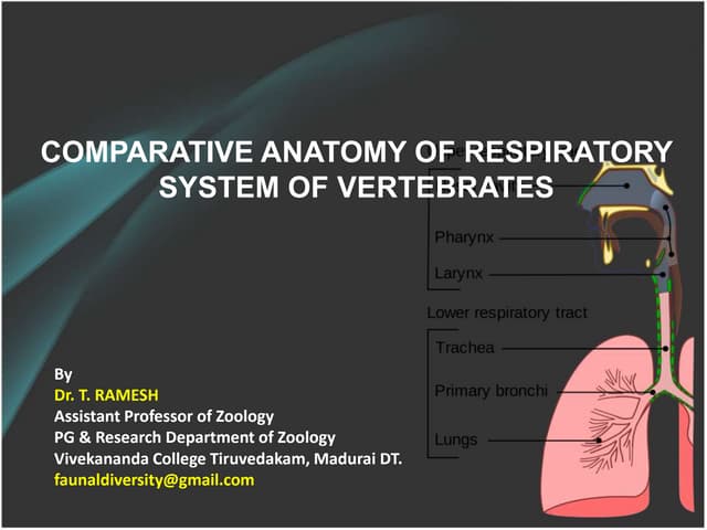 EVOLUTION OF RESPIRATORY SYSTEM | PPTX