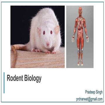 Comparative biology of rat and human