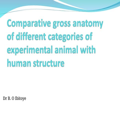 Comparative gross anatomy of different categories of experimental ...