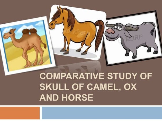 Comparative anatomy of forelimb of camel , ox and horse | PPT