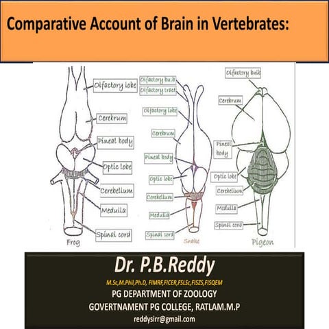Comparision of brain in vertebrates