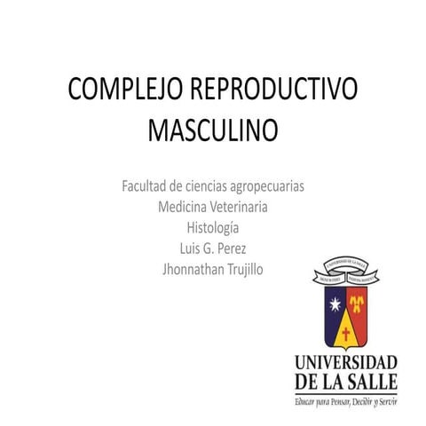 Histologia del Complejo reproductivo masculino