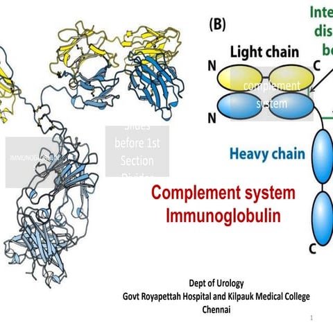 Complement system Immunoglobulin