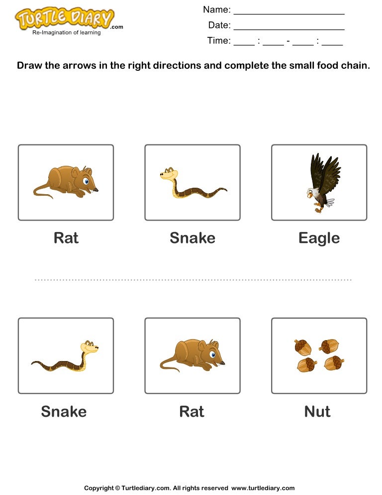 Complete the-food-chain-fill-in-arrows-1