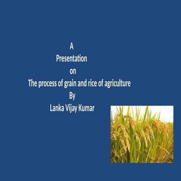 The Process Of Rice Farming | Step By Step | Slideshares | PPTX