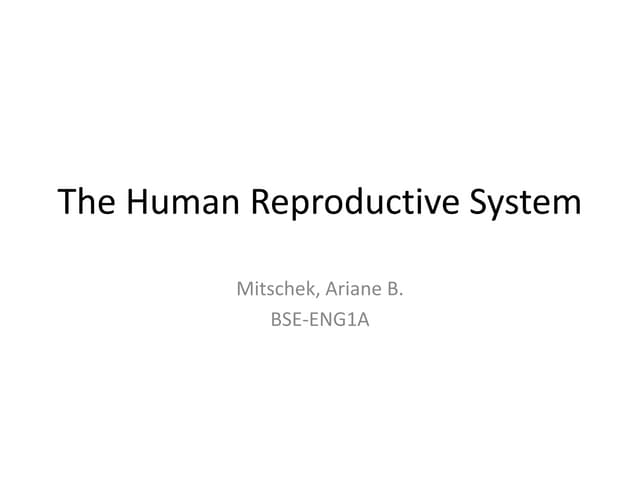  human reproductive system