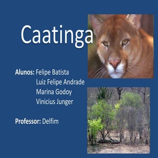 Caatinga